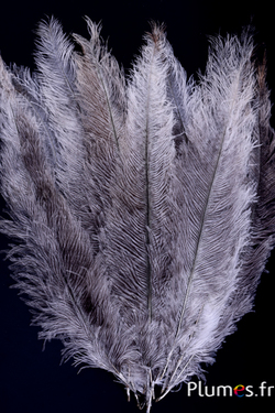 Autruche - 32-42 cm - gris clair-blanc naturel